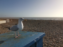 Larus argentatus
