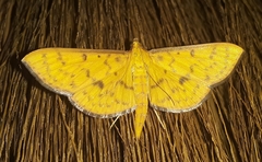 Endocrossis caldusalis