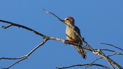 Melanerpes pygmaeus