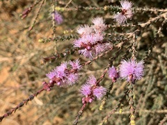 Melaleuca gibbosa
