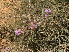 Melaleuca gibbosa