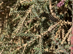 Melaleuca gibbosa