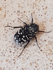 Oxythyrea noemi