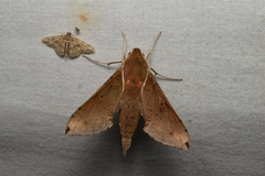 Rhagastis mongoliana