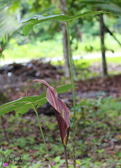 Cyrtosperma cuspidispathum