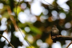 Muscicapa sethsmithi