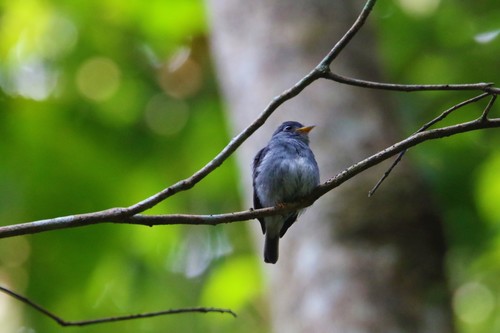 Yellow-footed Flycatcher (Muscicapa sethsmithi)