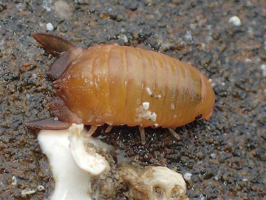 Cerceis