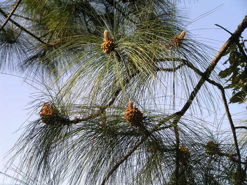 Chir pine (Pinus roxburghii)