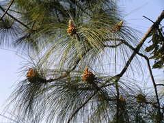 Pinus roxburghii