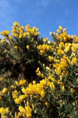 Ulex europaeus