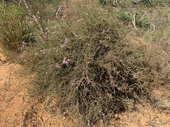 Melaleuca gibbosa