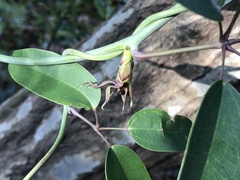 Stauntonia hexaphylla