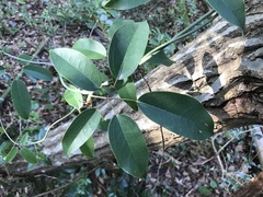 Stauntonia hexaphylla