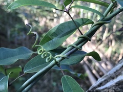 Stauntonia hexaphylla