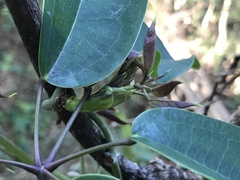 Stauntonia hexaphylla