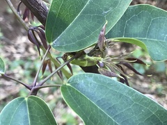 Stauntonia hexaphylla