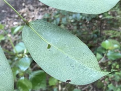 Stauntonia hexaphylla