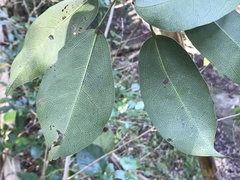 Stauntonia hexaphylla