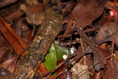 Episynlestes albicaudus