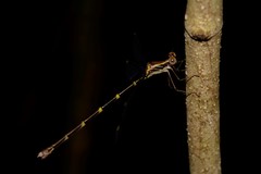 Episynlestes albicaudus