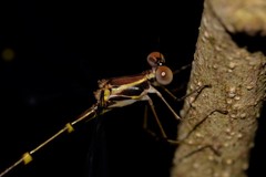 Episynlestes albicaudus