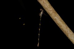 Episynlestes albicaudus