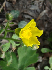 Ranunculus constantinopolitanus