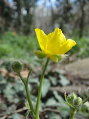Ranunculus constantinopolitanus