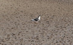 Columba livia domestica
