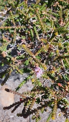 Melaleuca gibbosa