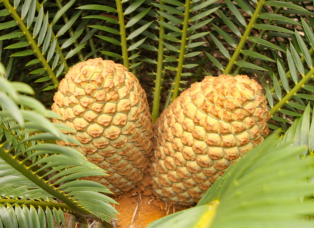 Piet Retief Cycad