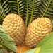 Piet Retief Cycad - Photo (c) Klaus Bohn, some rights reserved (CC BY-NC), uploaded by Klaus Bohn