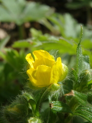 Ranunculus constantinopolitanus