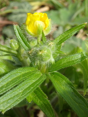 Ranunculus constantinopolitanus