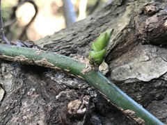 Stauntonia hexaphylla