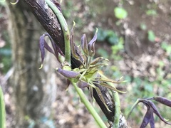 Stauntonia hexaphylla