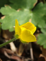 Ranunculus constantinopolitanus