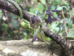 Stauntonia hexaphylla