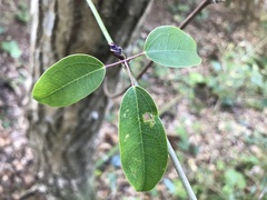 Stauntonia hexaphylla