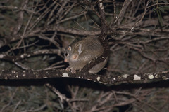 Pseudochirops archeri
