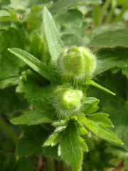 Ranunculus constantinopolitanus
