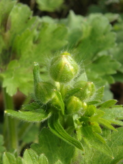 Ranunculus constantinopolitanus
