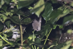 Cercartetus caudatus