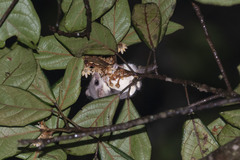 Broad-Toed Feather-Tailed Glider photo 4