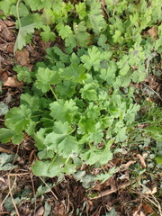 Ranunculus constantinopolitanus
