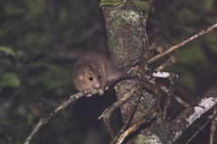 Pseudochirulus cinereus