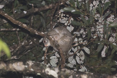 Pseudochirops archeri