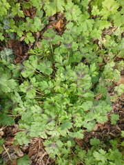 Ranunculus constantinopolitanus