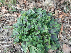 Ranunculus constantinopolitanus